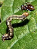 Erannis defoliaria