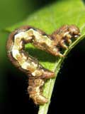 Erannis defoliaria