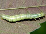 Operophtera brumata
