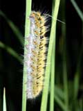Lasiocampa trifolii