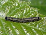 Malacosoma neustria
