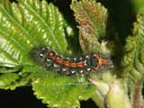 Euproctis similis