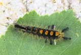 Orgyia antiqua