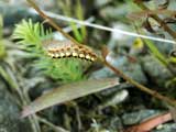 Acronicta euphorbiae
