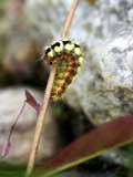Acronicta euphorbiae