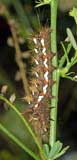 Acronicta rumicis