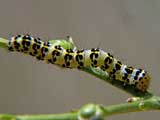 Shargacucullia scrophularia