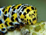 Shargacucullia verbasci