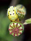 Xylocampa areola