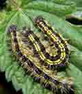 Nymphalis urticae