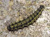 Nymphalis urticae