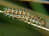 Melitaea didyma