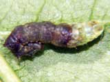 Thyatira batis