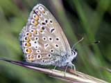 Lysandra bellargus