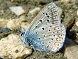 Lysandra bellargus