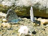 Polyommatus icarus