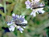 Satyrium spini 