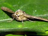 Apocheima pilosaria