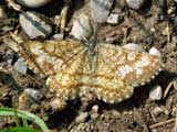 Ematurga atomaria