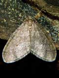 Operophtera brumata