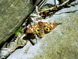 Hyphoraia aulica