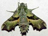 Proserpinus proserpina