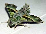 Proserpinus proserpina