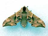 Smerinthus ocellata