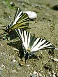 Iphiclides podalirius