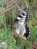 Papilio machaon