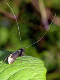 Adela reaumurella