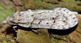 Depressariidae