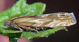 Eucosma hohenwartiana