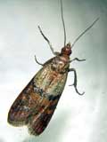 Plodia interpunctella