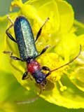 Certallum ebulinum