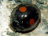 Chilocorus renipustulatus