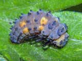 Coccinella quinquepunctata