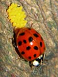 Harmonia axyridis