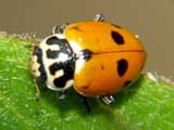 Hippodamia variegata