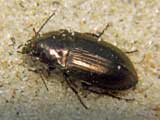 Amara sp.