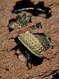 Carabus granulatus