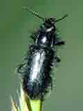 Enicopus hirtus
