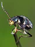 Malachius marginellus