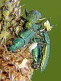 Psilothrix cyaneus