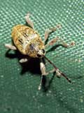 Curculio nucum