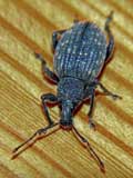 Otiorhynchus sulcatus