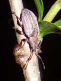 Phyllobius pyri
