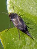 Mordellidae