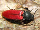 Ampedus sanguineus
