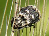 Valgus hemipterus